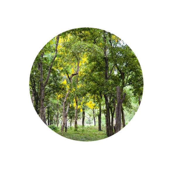 Living Libations Sandalwood Essential Oil 5ml