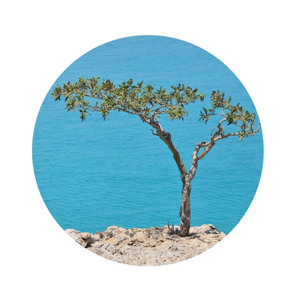 Living Libations Frankincense Carterii Essential Oil 5ml