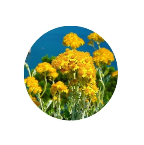 Living Libations Immortelle Essential Oil 5ml