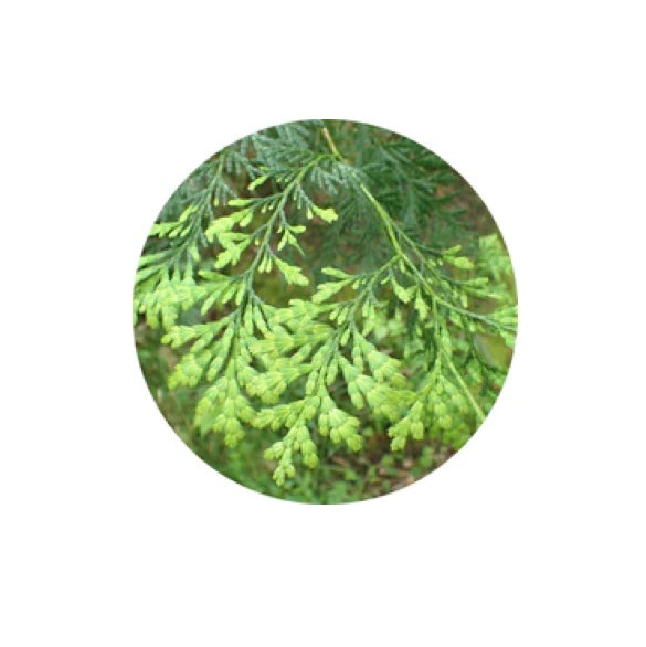 Living Libations Siam Wood Essential Oil 5ml