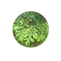 Thumbnail for Living Libations Siam Wood Essential Oil 5ml