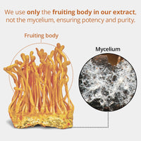 Thumbnail for Dragon Herbs - Cultured Cordyceps Mini Drops 0.25oz (7.5ml)