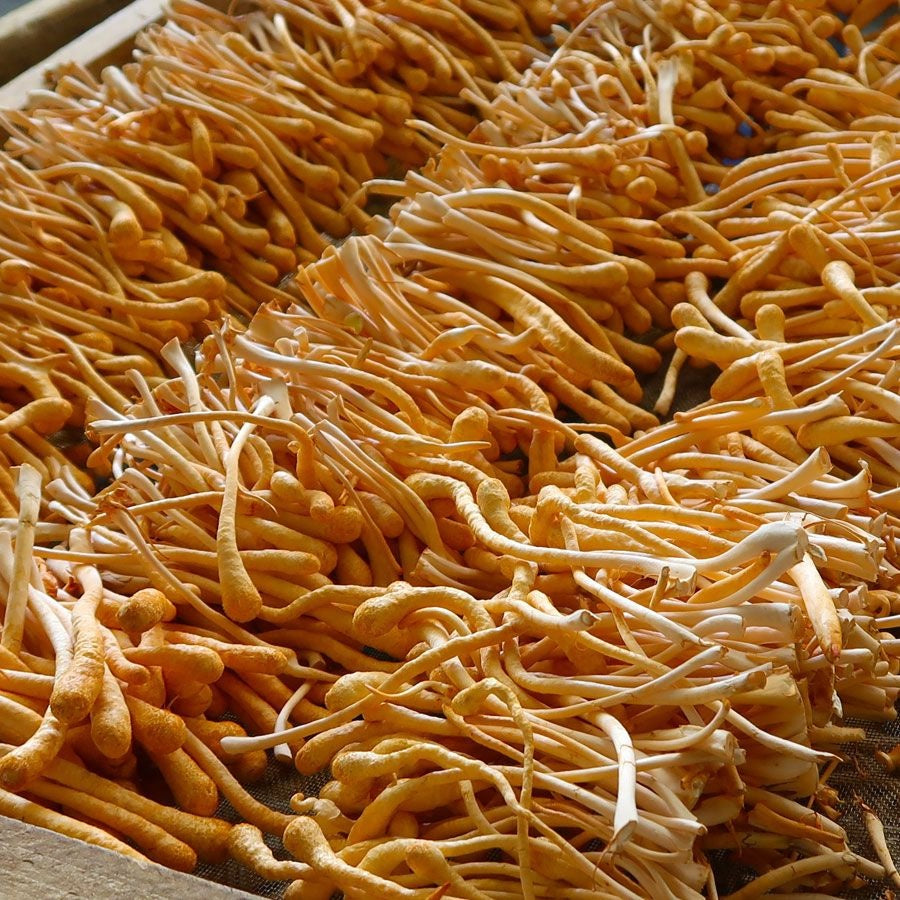 Dragon Herbs - Cultured Cordyceps Mini Drops 0.25oz (7.5ml)