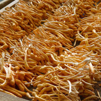 Thumbnail for Dragon Herbs - Cultured Cordyceps Mini Drops 0.25oz (7.5ml)