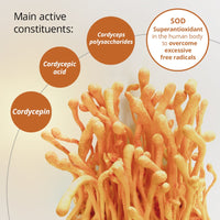 Thumbnail for Dragon Herbs Cultured Cordyceps Drops 2fl oz (60ml)