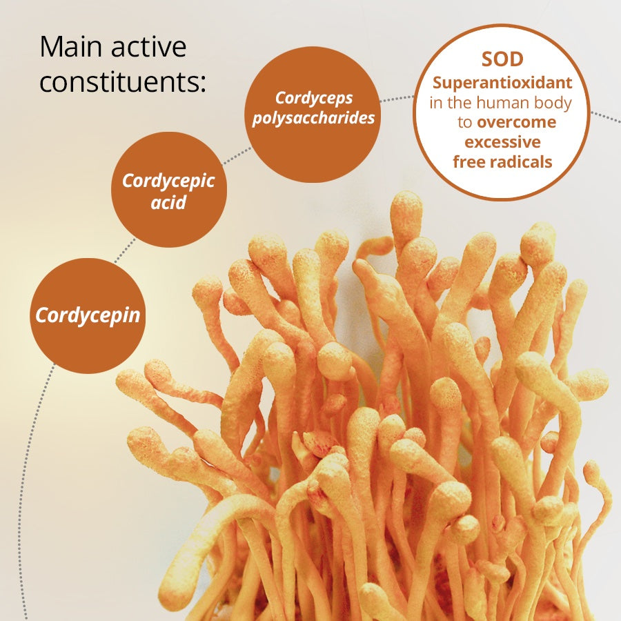 Dragon Herbs - Cultured Cordyceps Mini Drops 0.25oz (7.5ml)