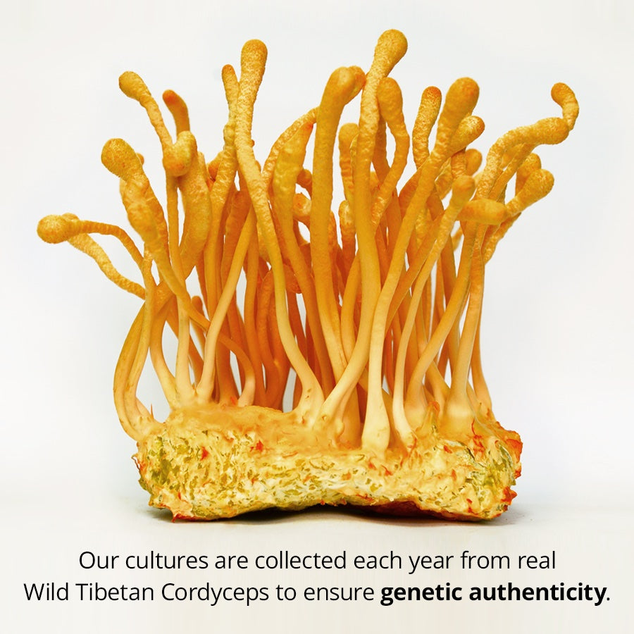 Dragon Herbs - Cultured Cordyceps Mini Drops 0.25oz (7.5ml)