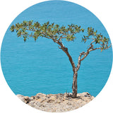 Thumbnail for Living Libations - Frankincense Carterii Essential Oil (5ml)