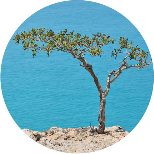 Living Libations - Frankincense Carterii Essential Oil (5ml)
