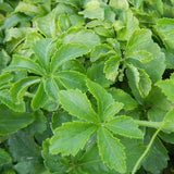 Thumbnail for Dragon Herbs - Spring Dragon Longevity Tea (20 tea bags / 60 servings)