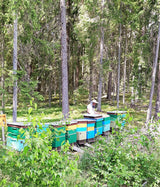 Thumbnail for LAIMONAS - Raw Organic Lime (Linden) Blossom Honey 1kg