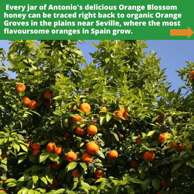 Antonio - Orange Blossom Honey 500g (Raw, Organic)