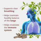 Thumbnail for Dragon Herbs - Perilla Clear™ Breathe Freely (60caps/500mg)