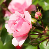 Thumbnail for Living Libations - Rose Glow Serum Opulent Emollient (100ml)