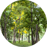 Thumbnail for Living Libations - Sandalwood Essential Oil (5ml)