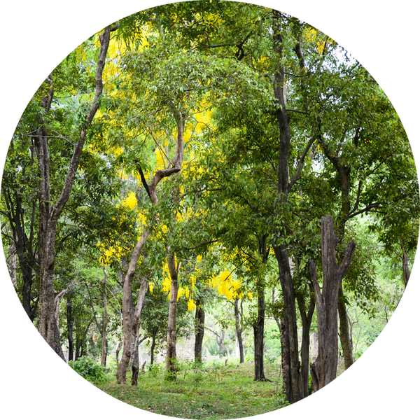 Living Libations - Sandalwood Essential Oil (5ml)