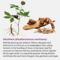 Thumbnail for Dragon Herbs Tao in a Bottle 60caps (450mg)