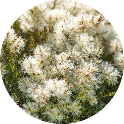 Living Libations - Tea Tree Essential Oil (5ml)