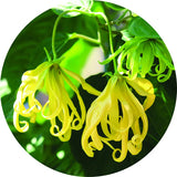 Thumbnail for Living Libations - Ylang Essential Oil (5ml)