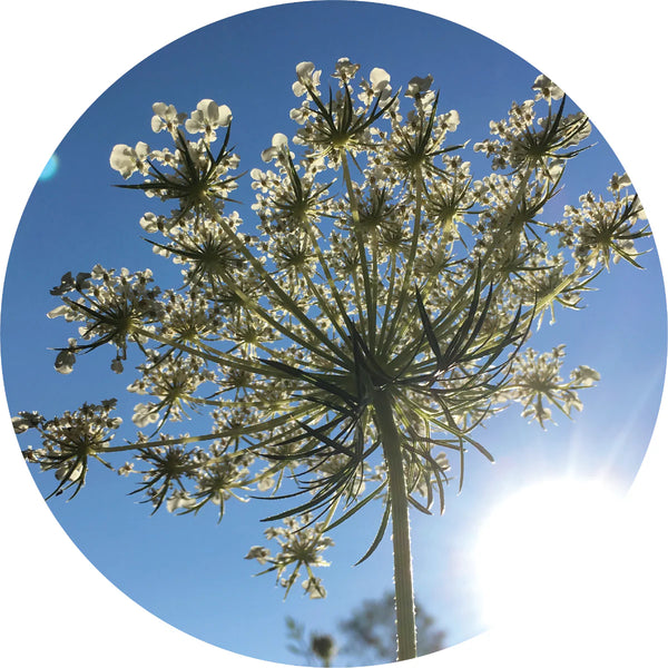Living Libations - Carrot Seed Essential Oil (5ml)