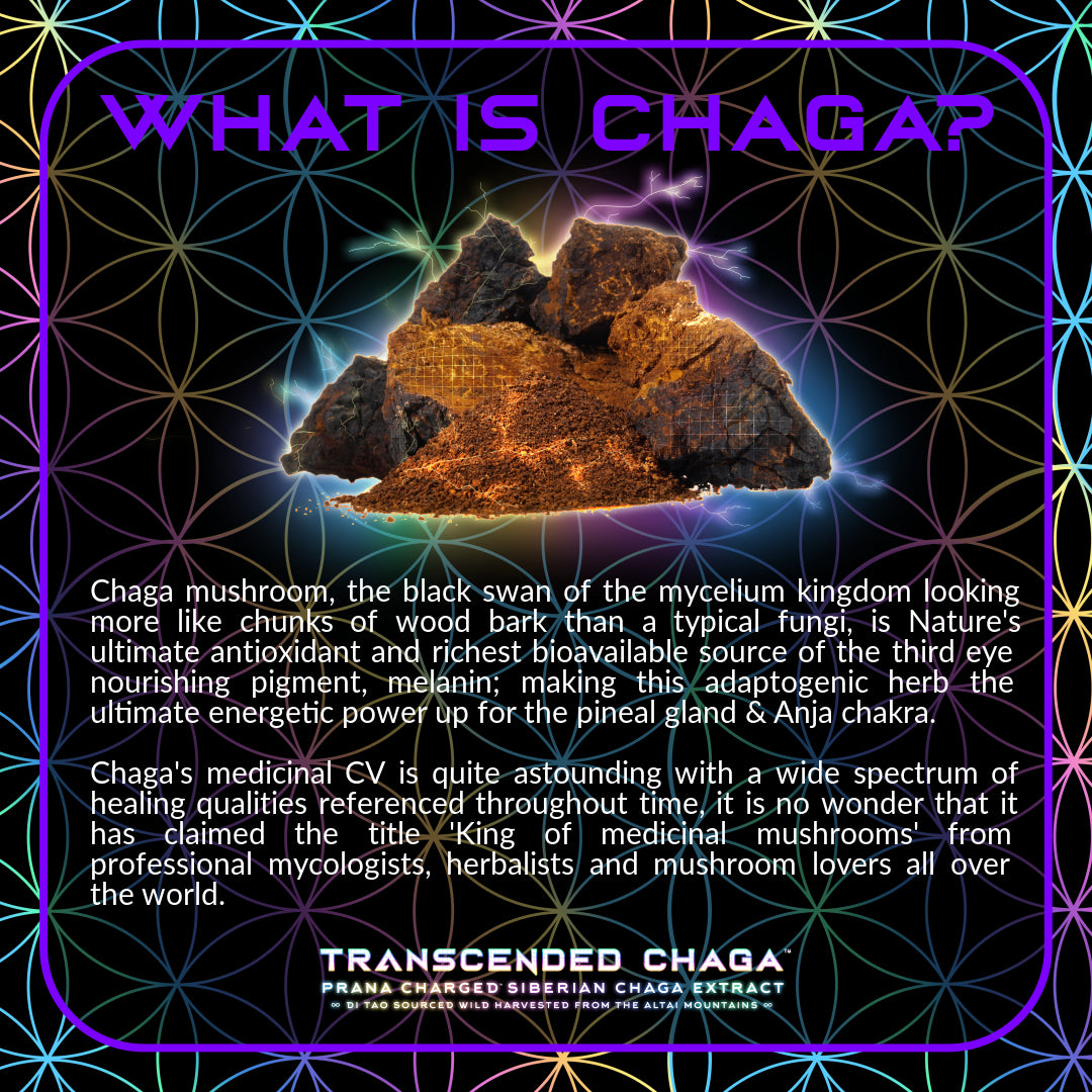 Primal Alchemy - Transcended Chaga 50g