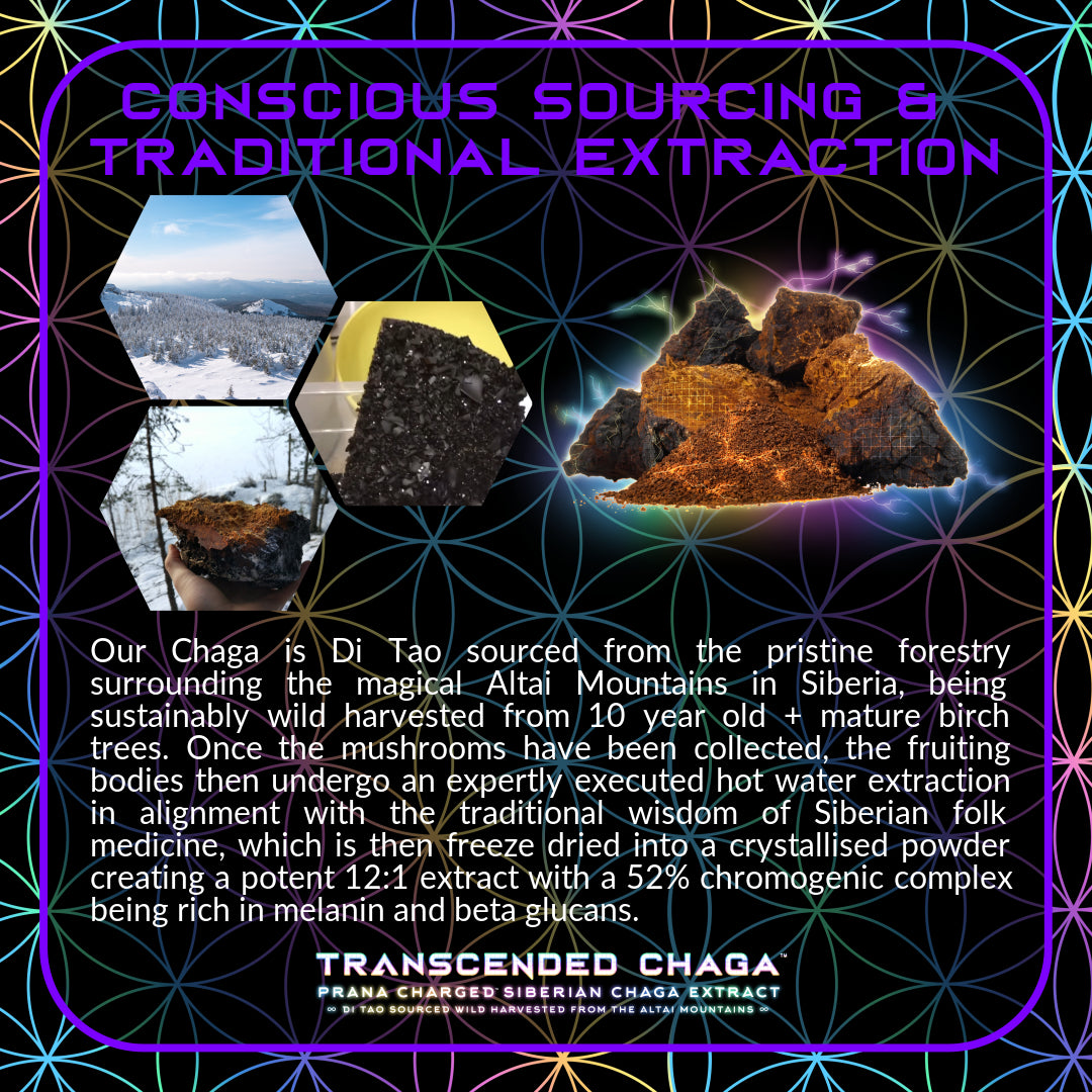 Primal Alchemy - Transcended Chaga 50g