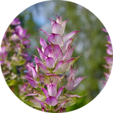Thumbnail for Living Libations - Clary Sage Essential Oil (5ml)