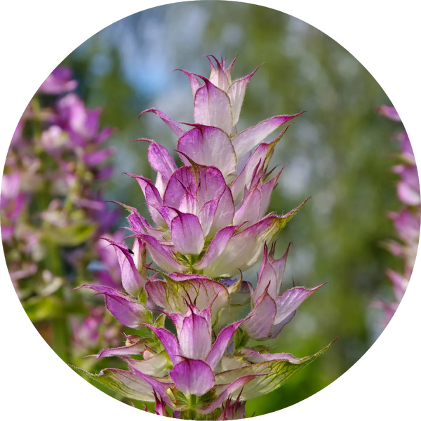 Living Libations - Clary Sage Essential Oil (5ml)