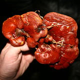 Thumbnail for Dragon Herbs Wild Red Reishi Drops 2fl oz (60ml)