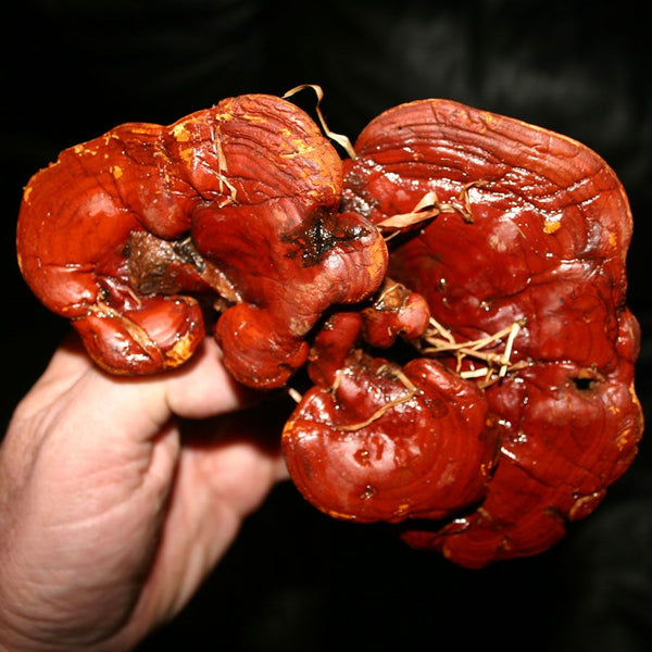 Dragon Herbs Wild Red Reishi Drops 2fl oz (60ml)