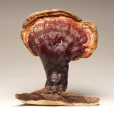 Thumbnail for Dragon Herbs Wild Red Reishi Drops 240ml (8floz)