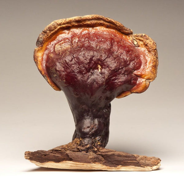 Dragon Herbs Wild Red Reishi Drops 240ml (8floz)
