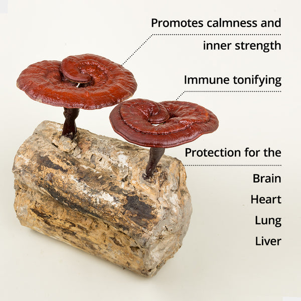 Dragon Herbs - Duanwood Reishi Drops (240ml/8floz)