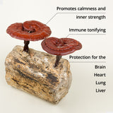 Thumbnail for Dragon Herbs - Duanwood Reishi Mini Drops (0.25oz/7.5ml)