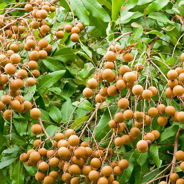 Dragon Herbs - Longan Fruit (170g)