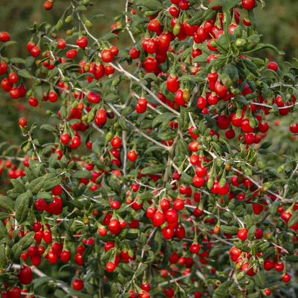 Dragon Herbs - Heaven Mountain® Goji Berries (227g)
