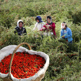 Thumbnail for Dragon Herbs - Heaven Mountain® Goji Berries (227g)