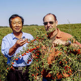 Thumbnail for Dragon Herbs - Heaven Mountain® Goji Berries (227g)