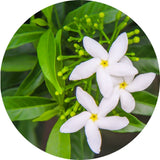 Thumbnail for Living Libations - Jasmine Sambac Absolute Essential Oil (5ml)