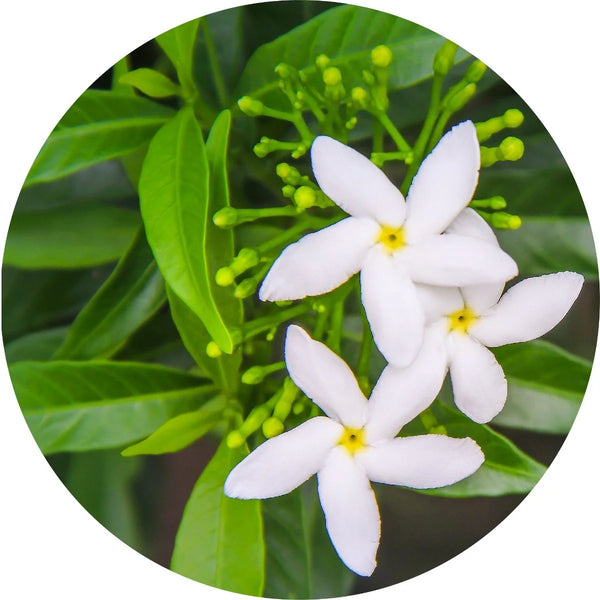 Living Libations - Jasmine Sambac Absolute Essential Oil (5ml)