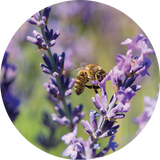 Thumbnail for Living Libations - Lavender Essential Oil (5ml)