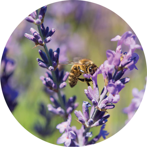 Living Libations - Lavender Essential Oil (5ml)