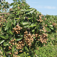 Thumbnail for Dragon Herbs Longan Fruit Drops 60ml (2floz)