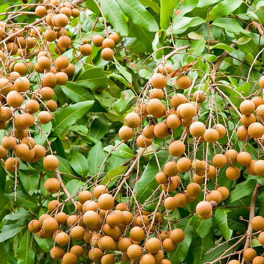 Dragon Herbs Longan Fruit Drops 60ml (2floz)