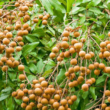 Thumbnail for Dragon Herbs - Longan Fruit Drops (60ml/2floz)