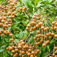 Thumbnail for Dragon Herbs Longan Fruit Drops 60ml (2floz)