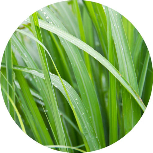 Living Libations - Palmarosa Essential Oil (5ml)
