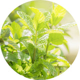 Thumbnail for Living Libations - Peppermint Essential Oil (5ml)