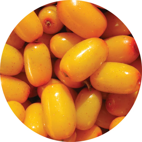 Living Libations - Seabuckthorn Berry Essential Oil (5ml)