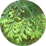 Thumbnail for Living Libations - Siam Wood Essential Oil (5ml)